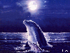 Moonlight dolphins
