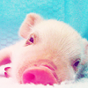 Adorablee Pig â™¥