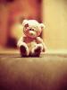Lonely Teddy