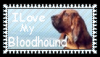 I love my Bloodhound