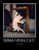 Ninja Cat!!!