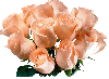 â™¥  Beautiful Roses  â™¥