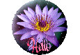 Hello on a flower button