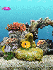 fish tank aquarium reef coral