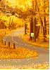 autumn trees scene