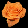 Rose Orange