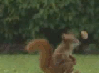 Squirrely Football