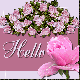 Rose Hello