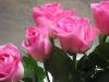 Roses - Pink