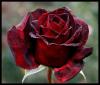 Roses blood red