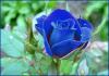 The Blue rose