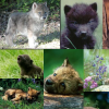 Wolf Pup Collage