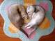 Ferrets In Love