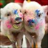 Rainbow Pigs