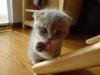 Sweety kitty <3