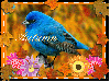 Blue bird in fall leaves