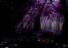 Purple Forest background
