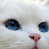 cute blue eyed kitty