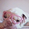 puppy with glasses