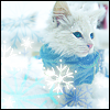 cute winter kitty
