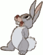 Bunny áƒ¦
