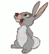 Bunny áƒ¦