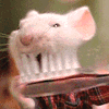 Mouse brush teeth