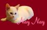 Kitten - Nay Nay