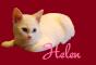 Kitten - Helen