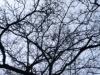 Branches in A Cloudy Sky