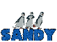 Sandy Penguins