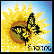 Sunflower And Butterfly - Shonna