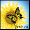Sunflower And Butterfly - Andrea