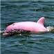 A pink dolphin.