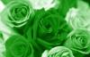 Grass Green Rose