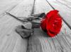 Red Romantic Rose