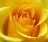 Yellow Sun Rose