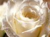White Beautiful Rose