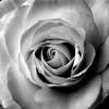 Gray Clouded Rose