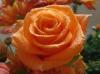 Orange Sun Rose