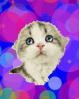 Cute cat kittie cat