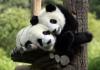 Pandas love