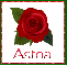 June Rose for Asma