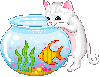 kitty+fish