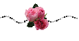 Pink Roses & Black - div - spring