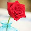 Scarlet rose