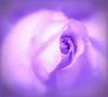 Purple Softness
