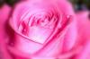 Shimmery Rose