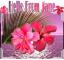 Pink Tropical - Jane