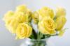 yellow Roses